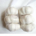 New Crop Fresh Garlic Pure White and Normal White